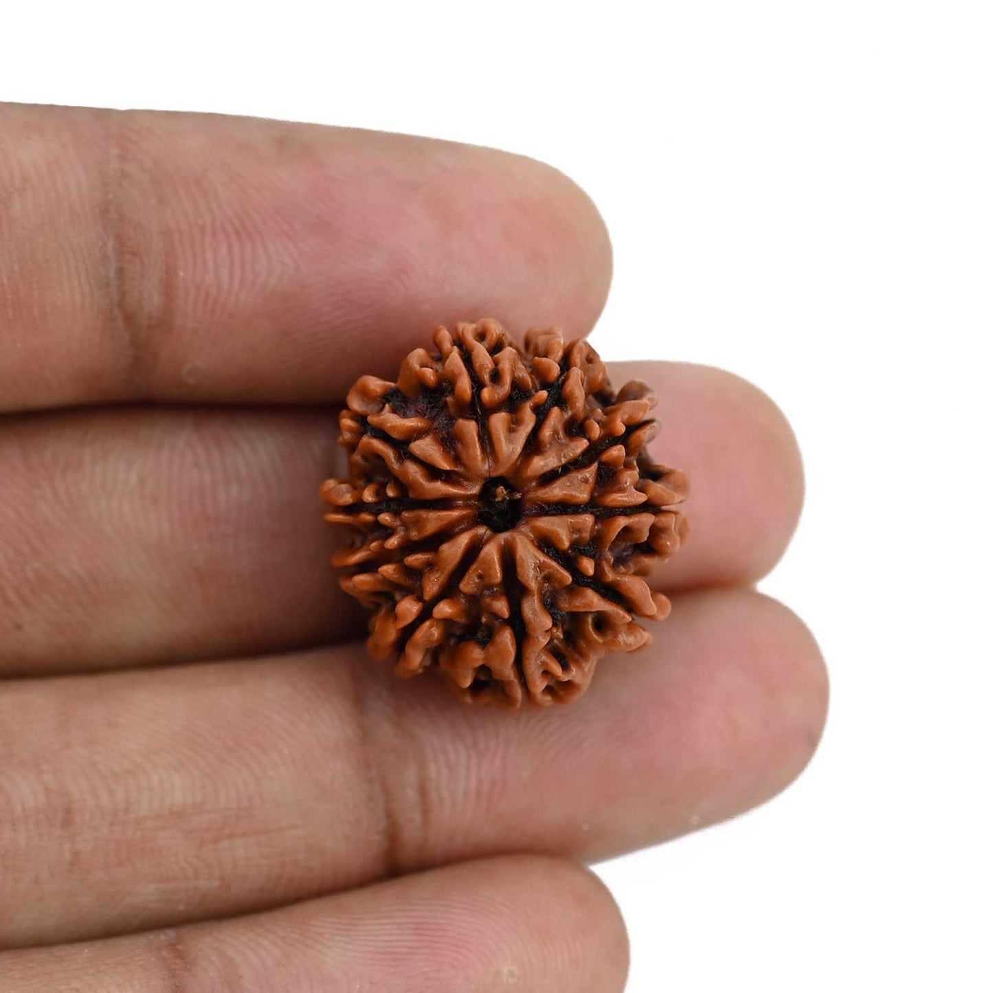 10 Mukhi Rudraksha (Nepal) 21.99 MM