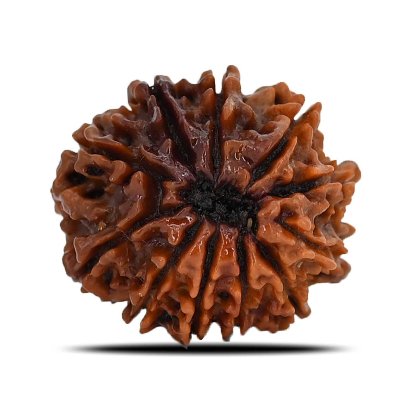 10 Mukhi Rudraksha (Nepal) 22.08 MM