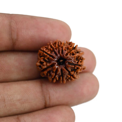 10 Mukhi Rudraksha (Nepal) 22.08 MM
