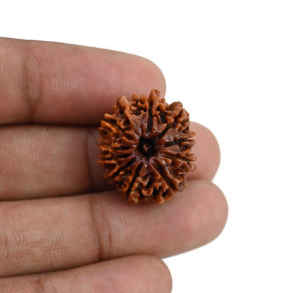 10 Mukhi Rudraksha (Nepal) 22.08 MM