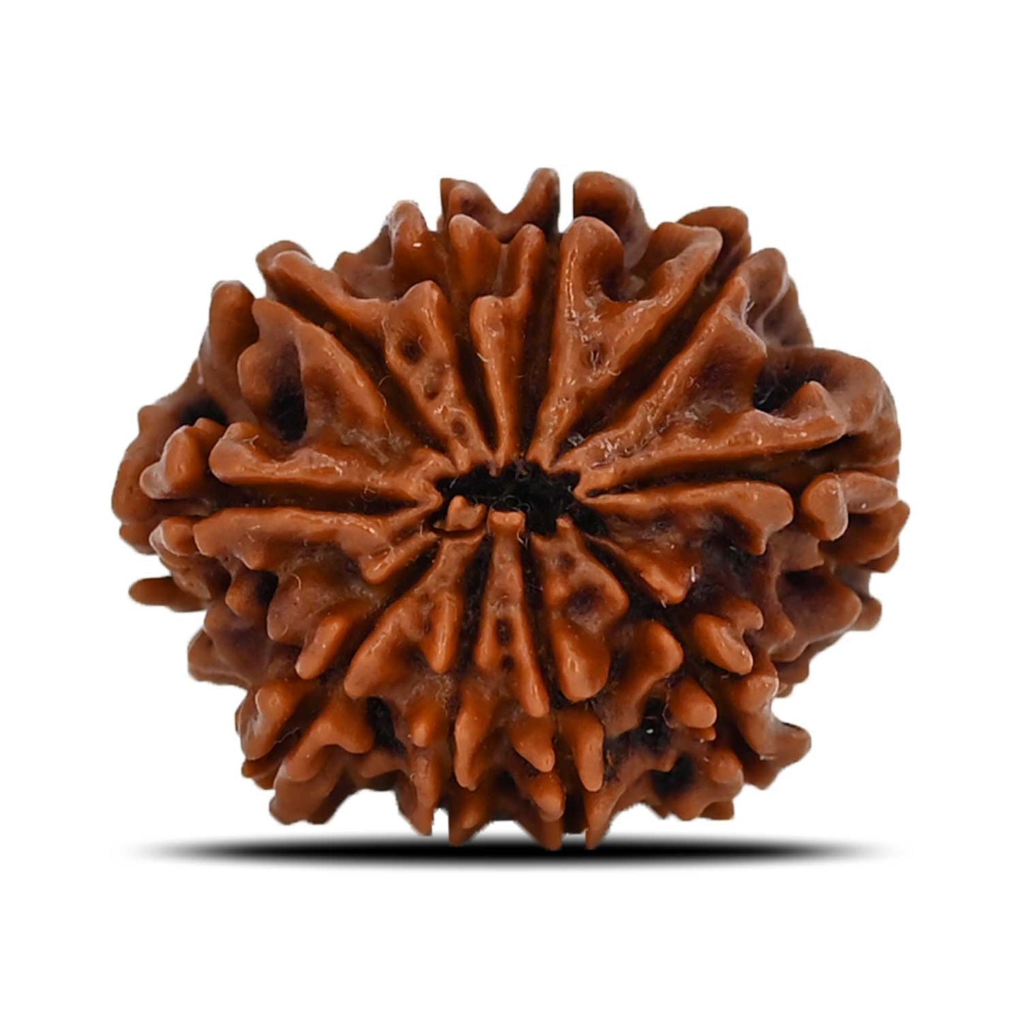 10 Mukhi Rudraksha (Nepal) 22.28 MM