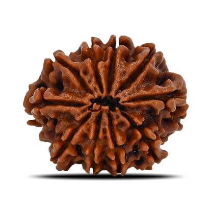 10 Mukhi Rudraksha (Nepal) 22.28 MM