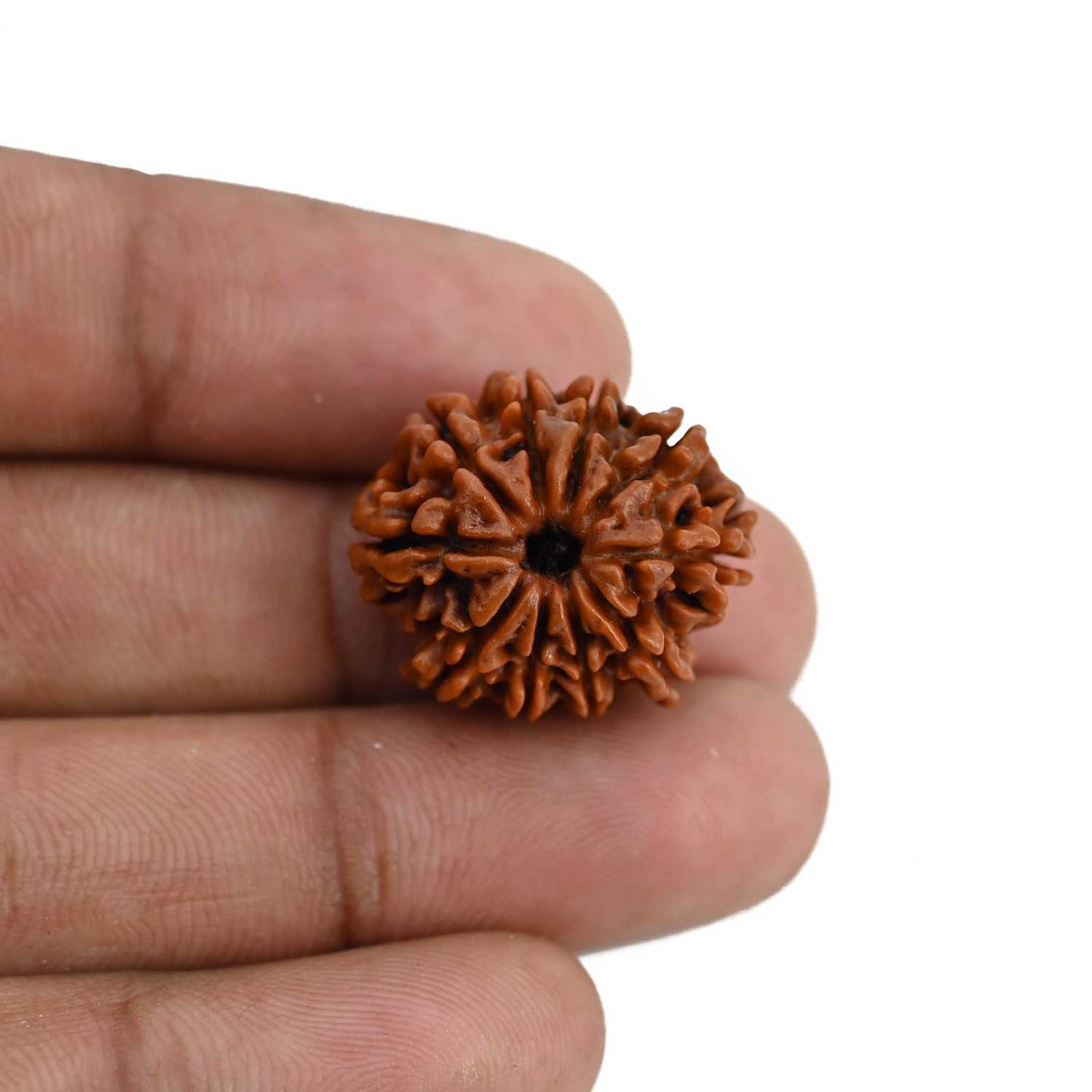 10 Mukhi Rudraksha (Nepal) 22.28 MM