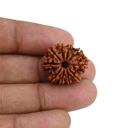 10 Mukhi Rudraksha (Nepal) 22.28 MM