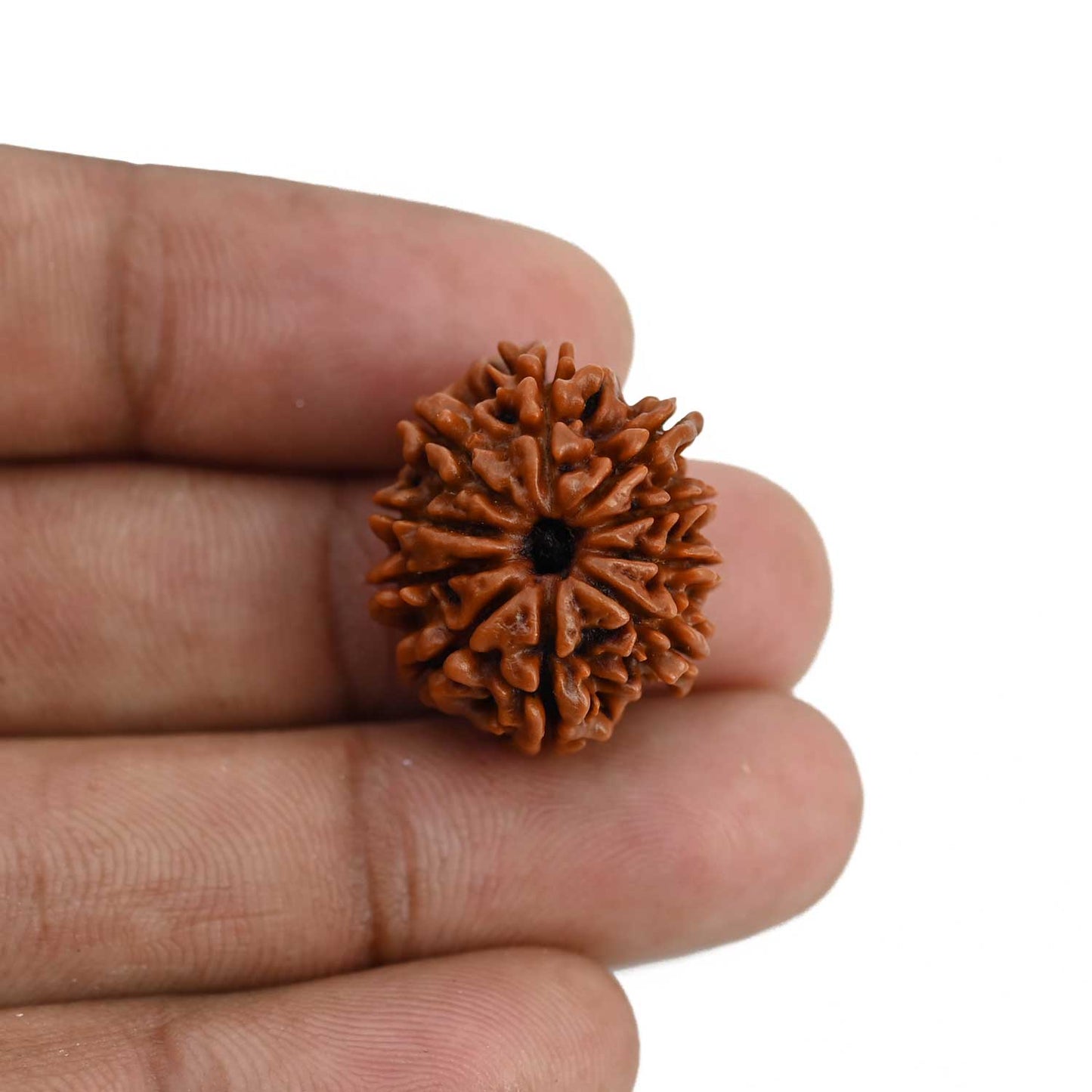 10 Mukhi Rudraksha (Nepal) 22.28 MM