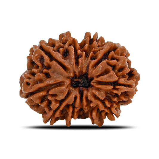 10 Mukhi Rudraksha (Nepal) 23.64 MM