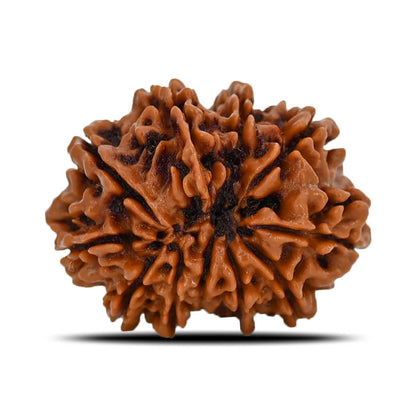 10 Mukhi Rudraksha (Nepal) 23.64 MM