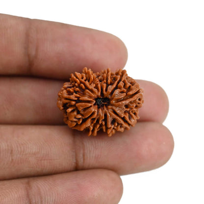 10 Mukhi Rudraksha (Nepal) 23.64 MM