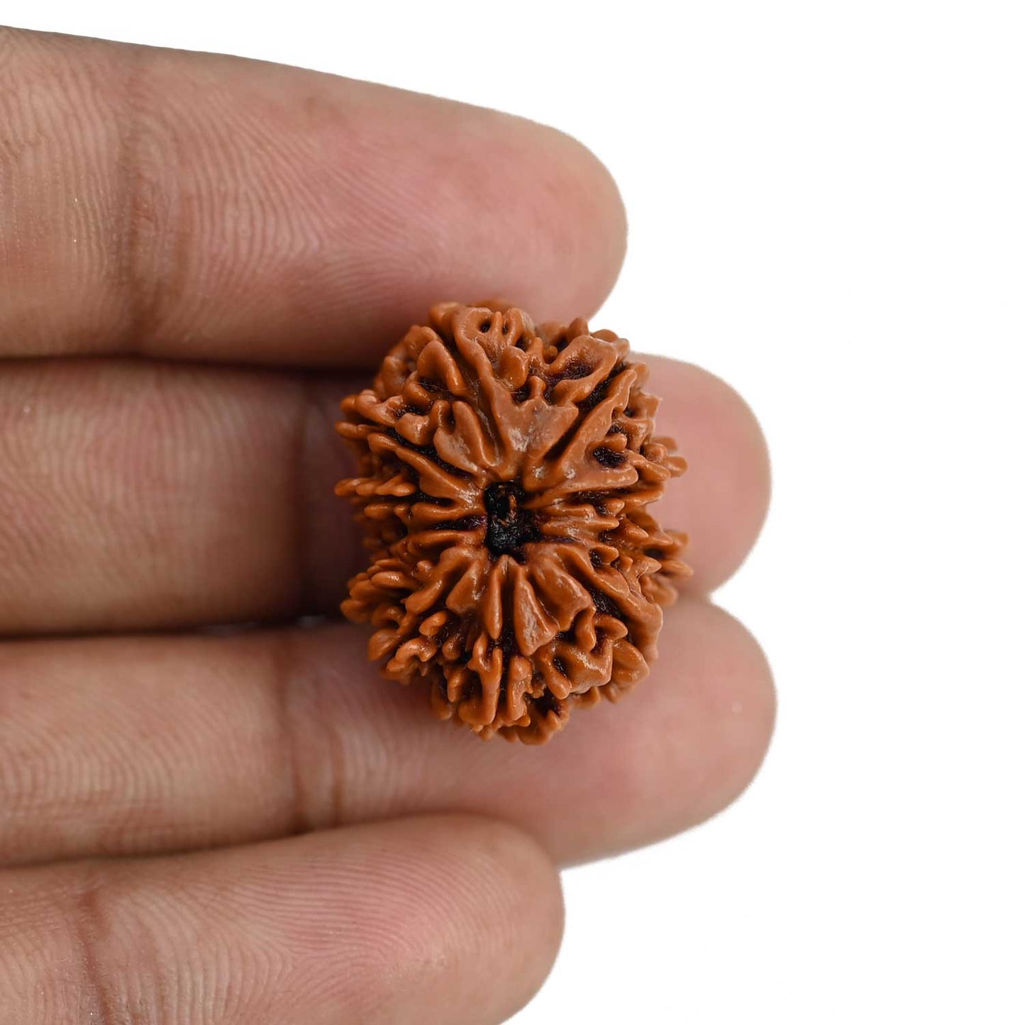 10 Mukhi Rudraksha (Nepal) 23.64 MM