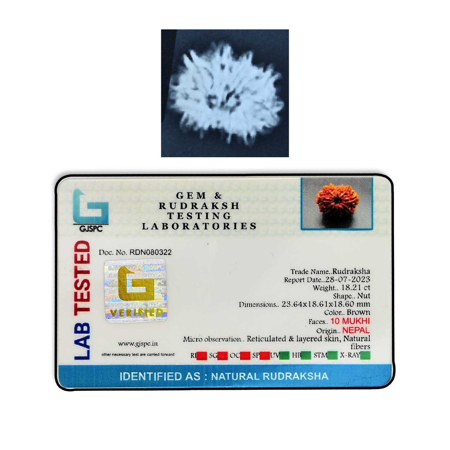 10 Mukhi Rudraksha (Nepal) 23.64 MM