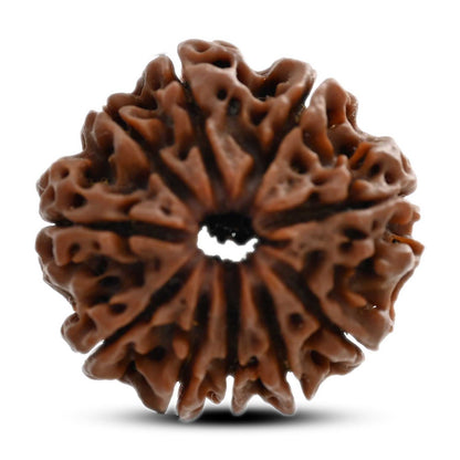 10 Mukhi Rudraksha (Nepal) 25.50 M.M.