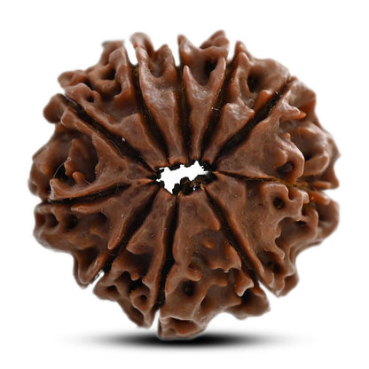 10 Mukhi Rudraksha (Nepal) 25.50 M.M.