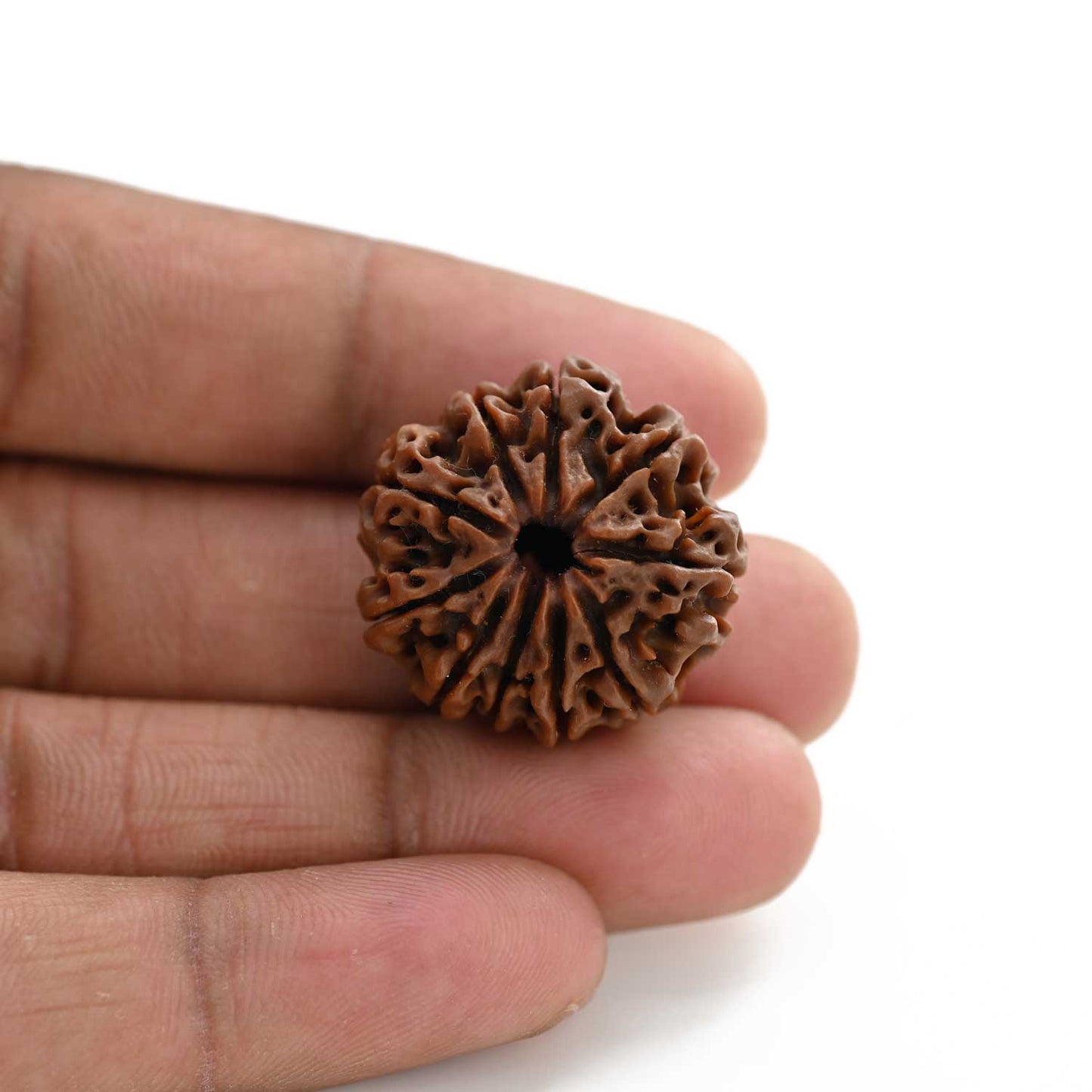10 Mukhi Rudraksha (Nepal) 25.50 M.M.