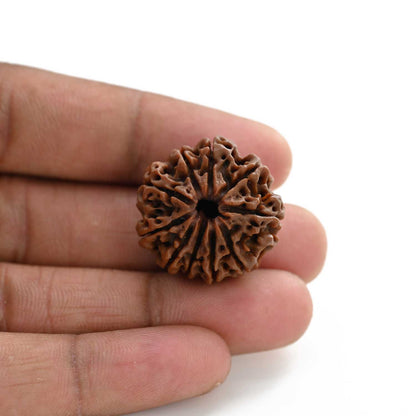 10 Mukhi Rudraksha (Nepal) 25.50 M.M.