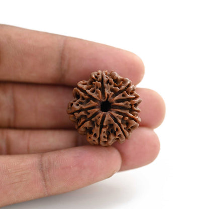 10 Mukhi Rudraksha (Nepal) 25.50 M.M.