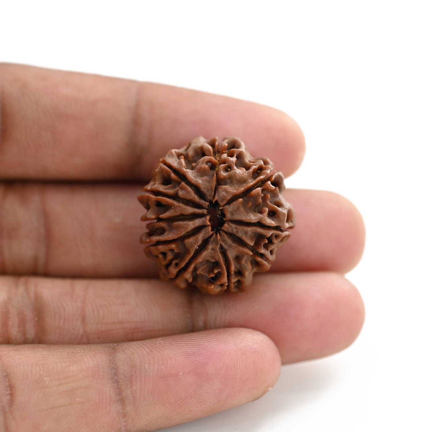 10 Mukhi Rudraksha (Nepal) 25.50 M.M.
