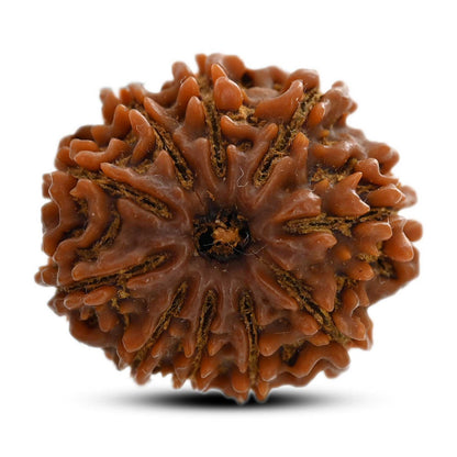 10 Mukhi Rudraksha (Nepal) 25.45 M.M.