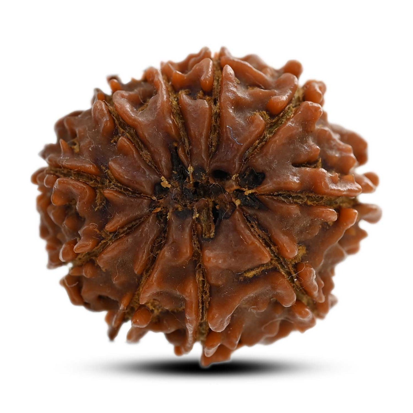 10 Mukhi Rudraksha (Nepal) 25.45 M.M.