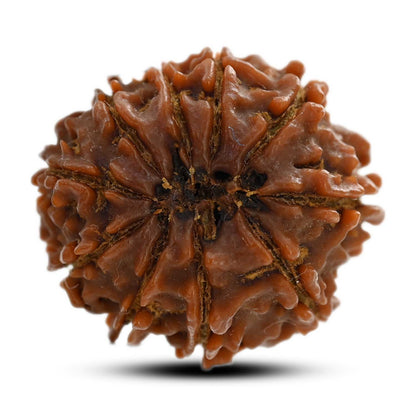 10 Mukhi Rudraksha (Nepal) 25.45 M.M.