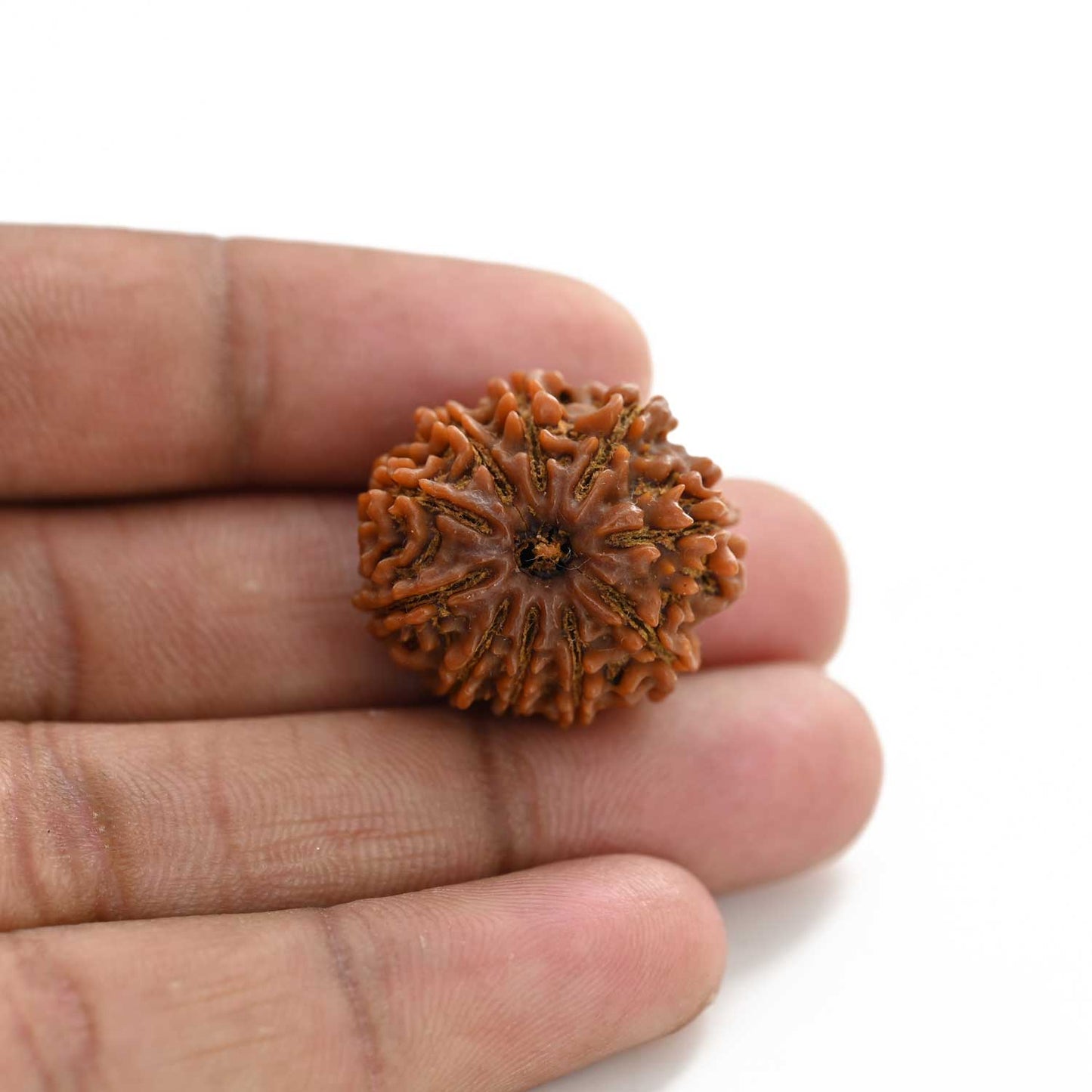 10 Mukhi Rudraksha (Nepal) 25.45 M.M.