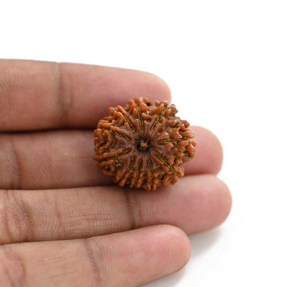 10 Mukhi Rudraksha (Nepal) 25.45 M.M.