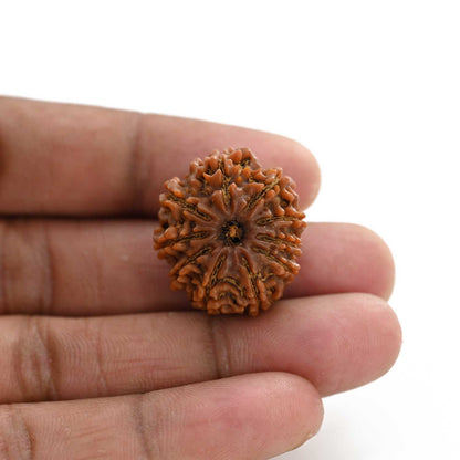 10 Mukhi Rudraksha (Nepal) 25.45 M.M.