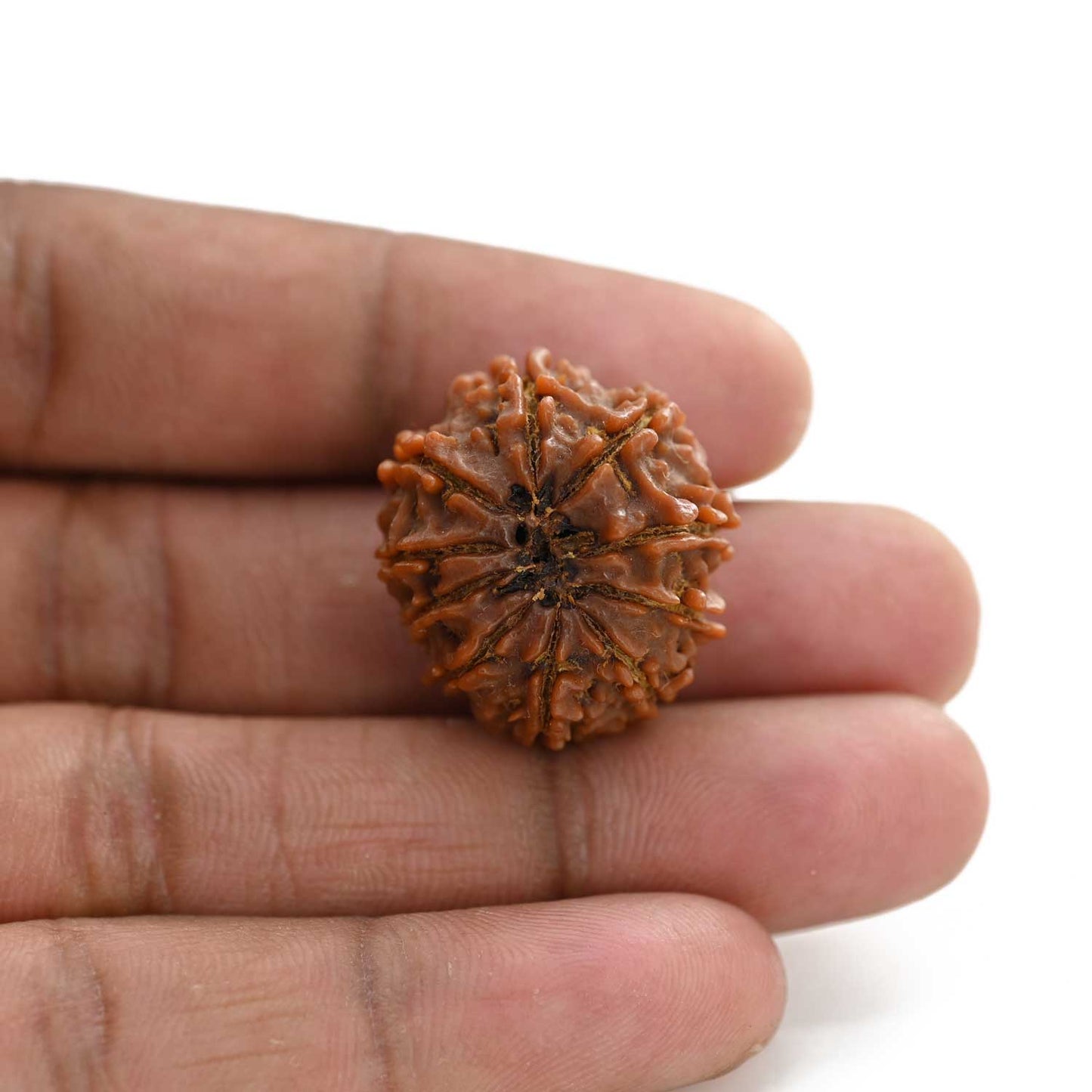 10 Mukhi Rudraksha (Nepal) 25.45 M.M.