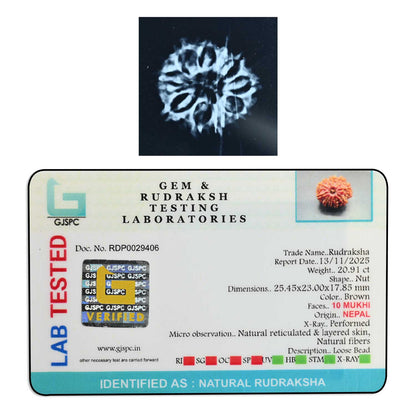 10 Mukhi Rudraksha (Nepal) 25.45 M.M.