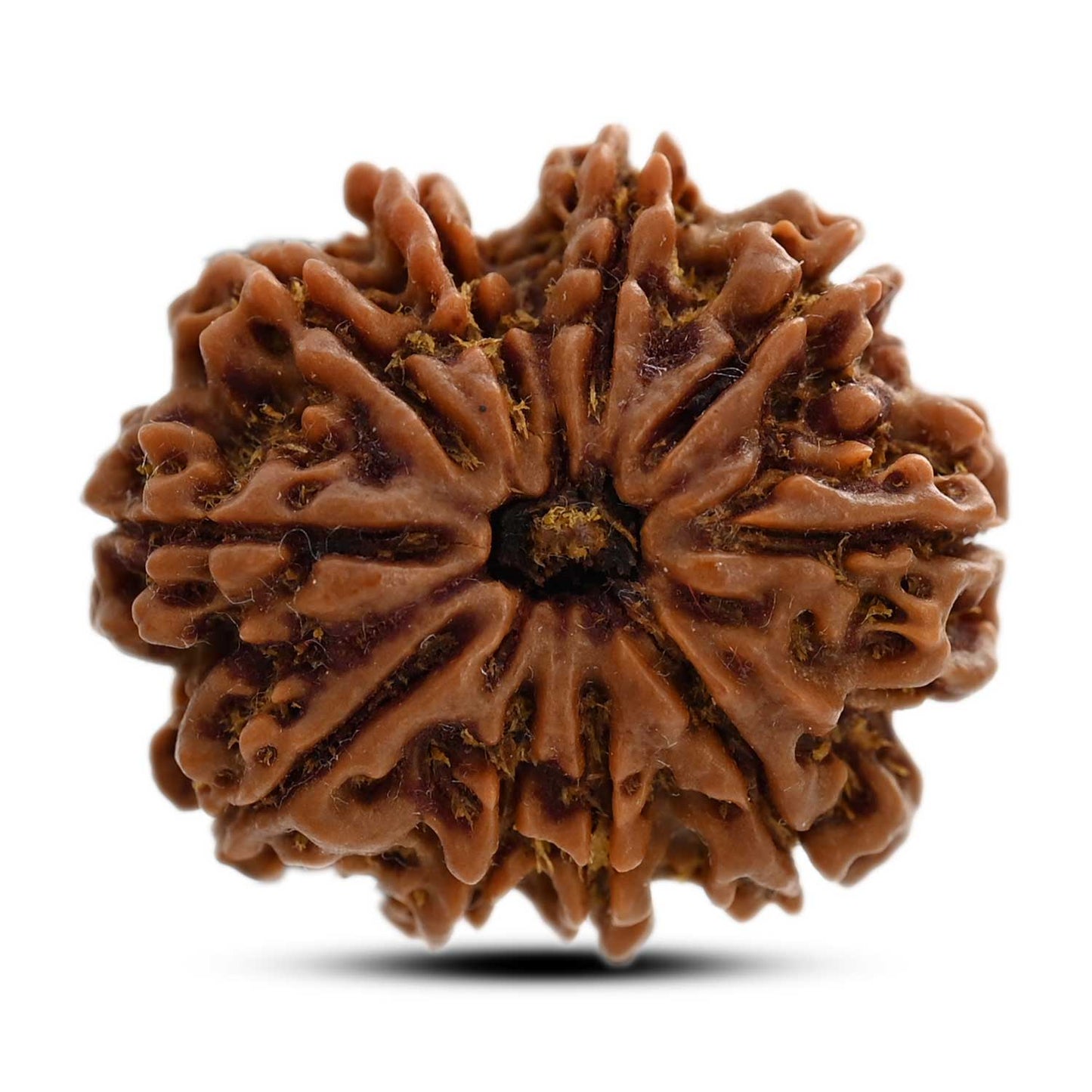 10 Mukhi Rudraksha (Nepal) 26.20 M.M.