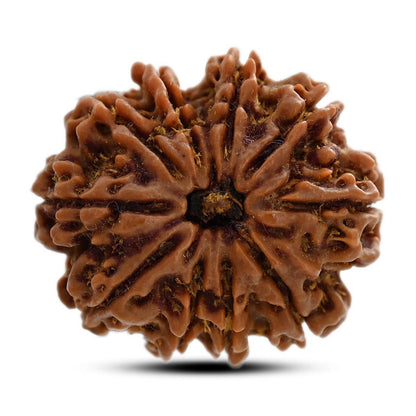 10 Mukhi Rudraksha (Nepal) 26.20 M.M.