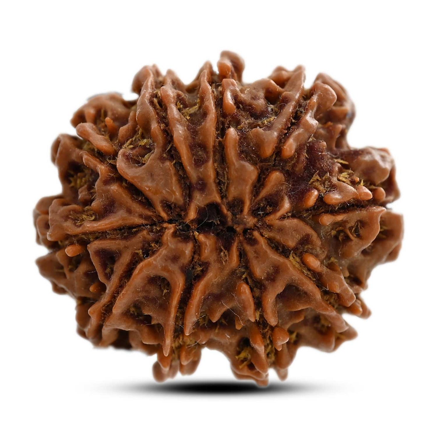 10 Mukhi Rudraksha (Nepal) 26.20 M.M.