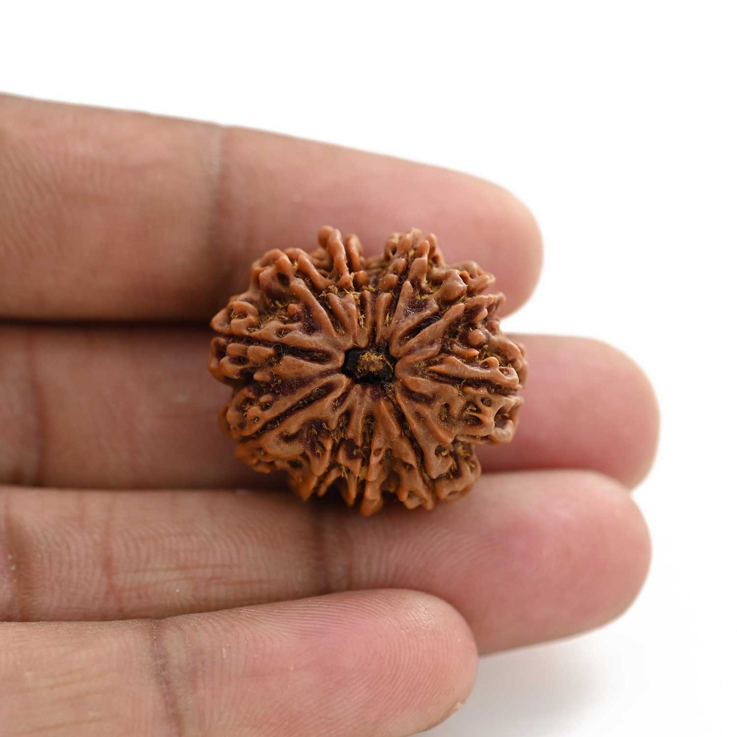 10 Mukhi Rudraksha (Nepal) 26.20 M.M.