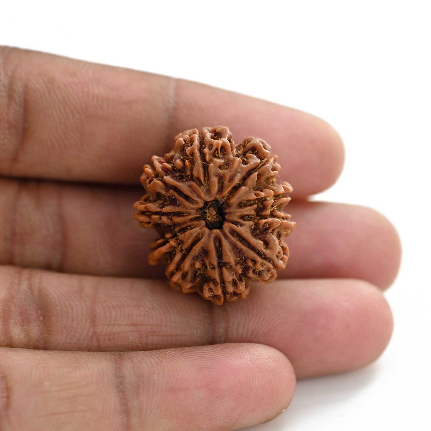 10 Mukhi Rudraksha (Nepal) 26.20 M.M.