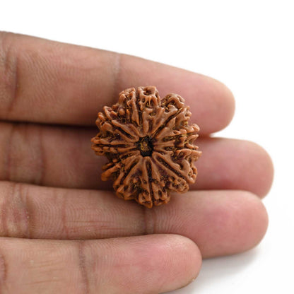 10 Mukhi Rudraksha (Nepal) 26.20 M.M.