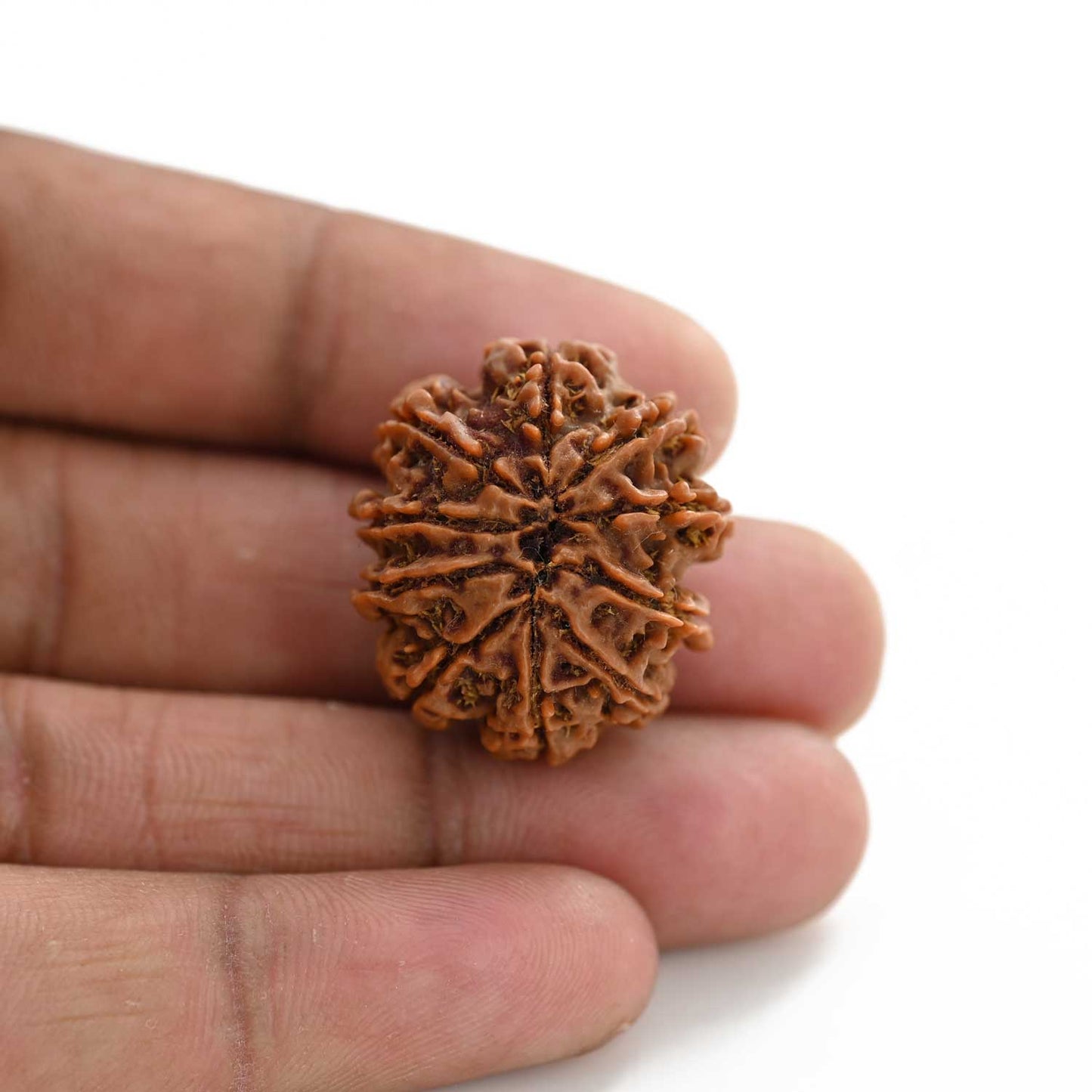 10 Mukhi Rudraksha (Nepal) 26.20 M.M.