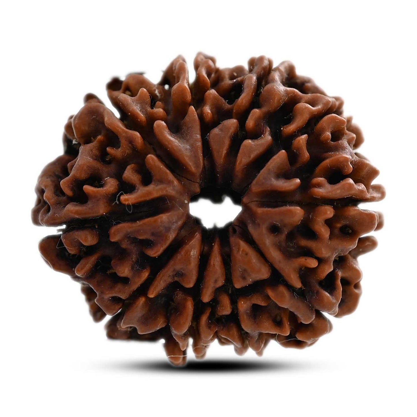 10 Mukhi Rudraksha (Nepal) 26.41 M.M.