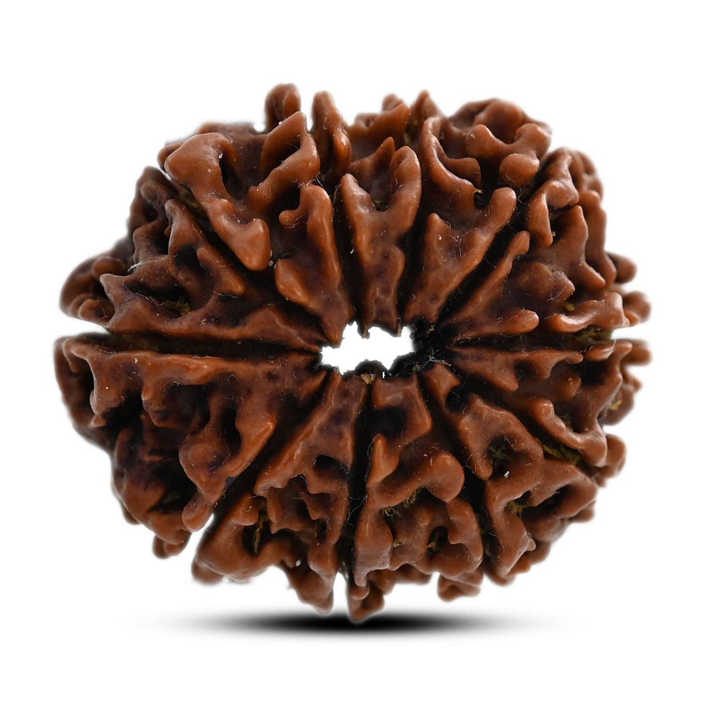 10 Mukhi Rudraksha (Nepal) 26.41 M.M.