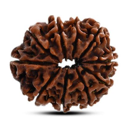 10 Mukhi Rudraksha (Nepal) 26.41 M.M.