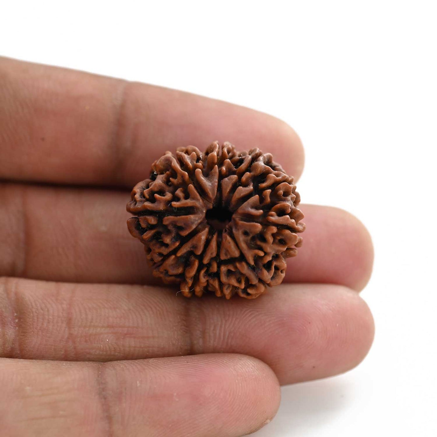 10 Mukhi Rudraksha (Nepal) 26.41 M.M.