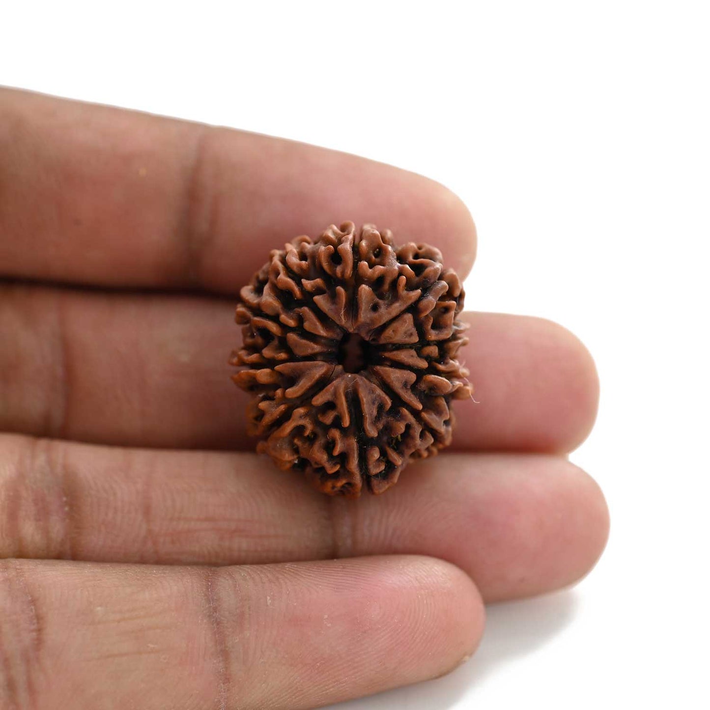 10 Mukhi Rudraksha (Nepal) 26.41 M.M.