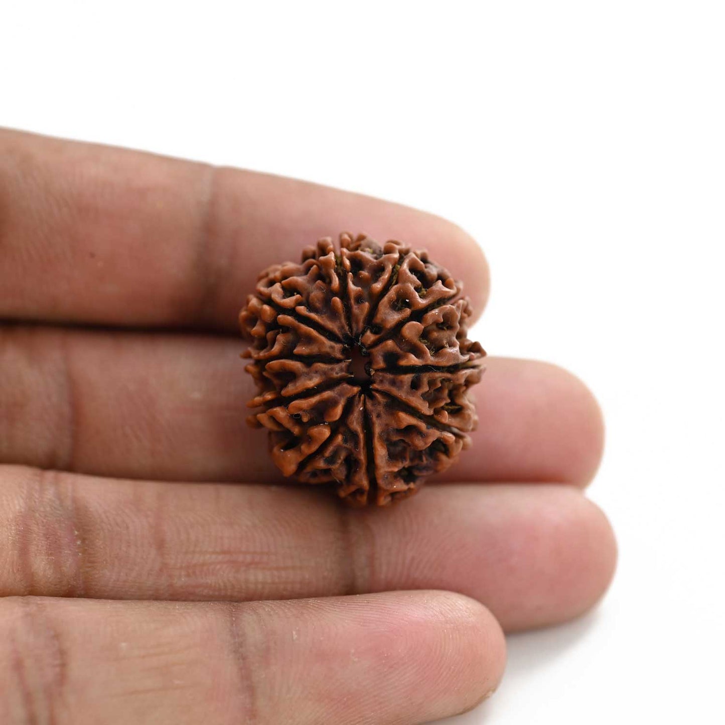 10 Mukhi Rudraksha (Nepal) 26.41 M.M.