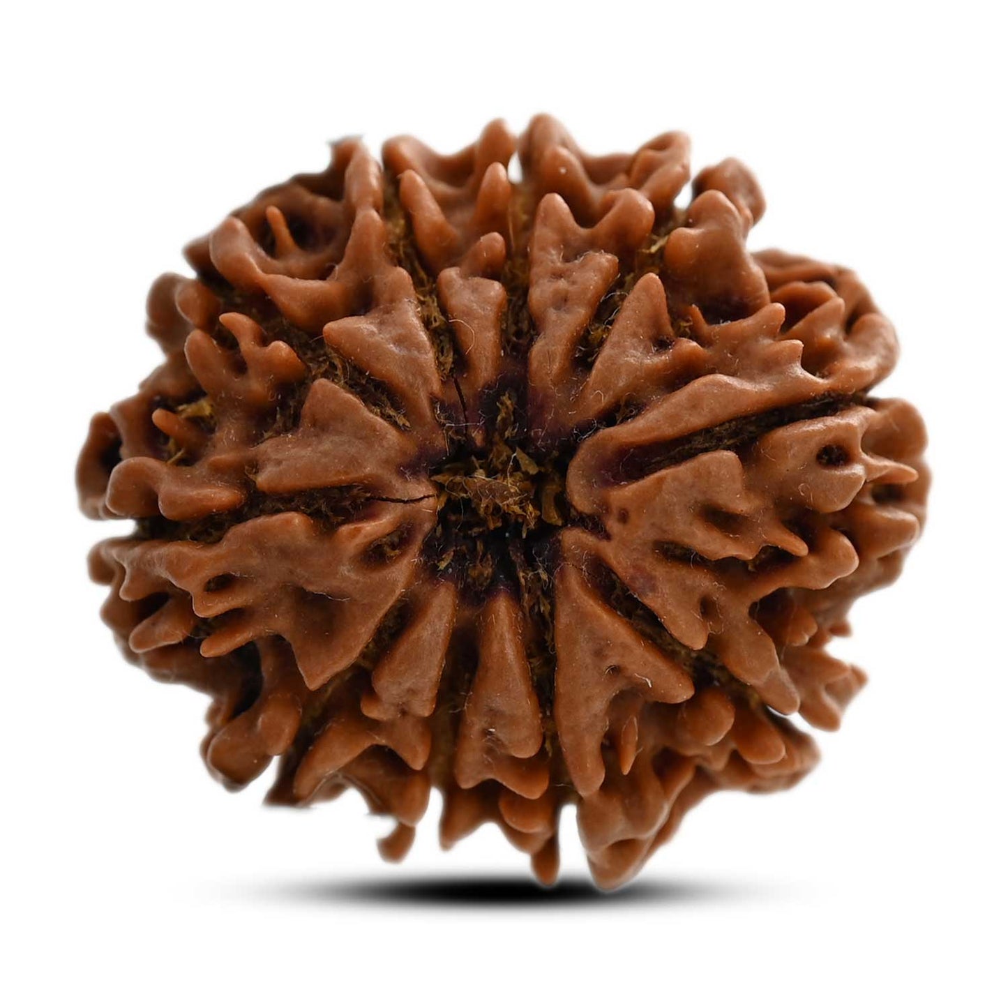 10 Mukhi Rudraksha (Nepal) 27.70 M.M.