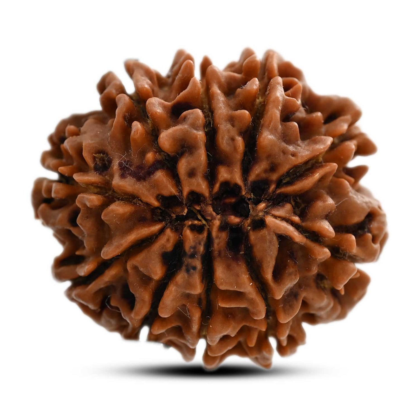 10 Mukhi Rudraksha (Nepal) 27.70 M.M.