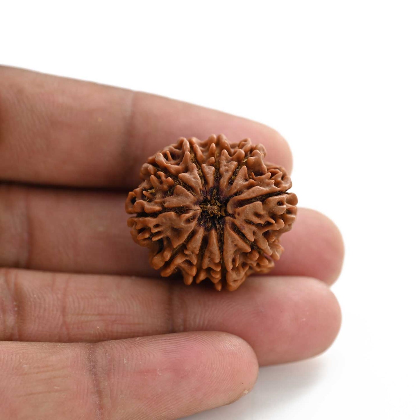10 Mukhi Rudraksha (Nepal) 27.70 M.M.