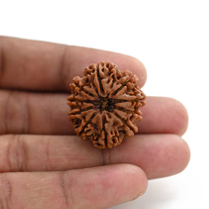10 Mukhi Rudraksha (Nepal) 27.70 M.M.