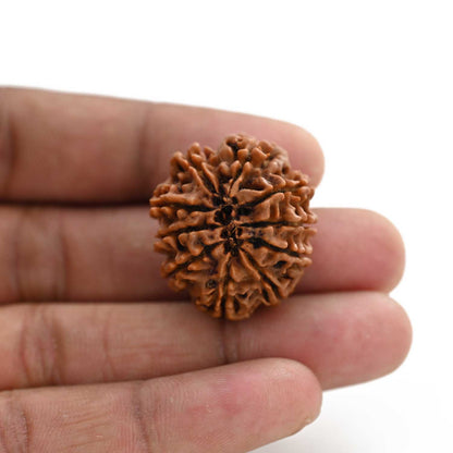 10 Mukhi Rudraksha (Nepal) 27.70 M.M.