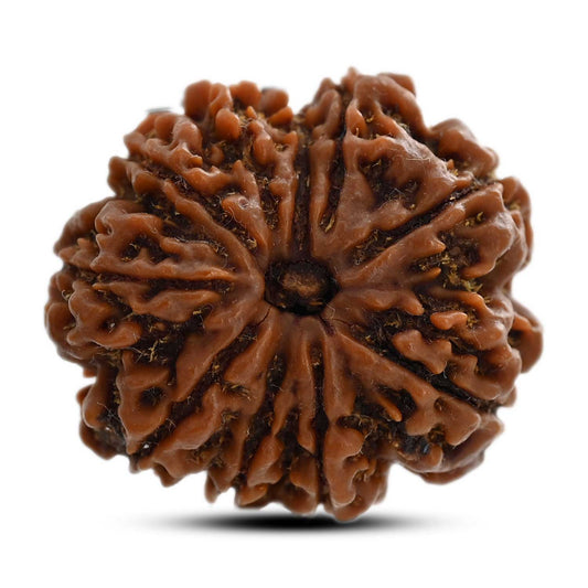 10 Mukhi Rudraksha (Nepal) 27.60 M.M.