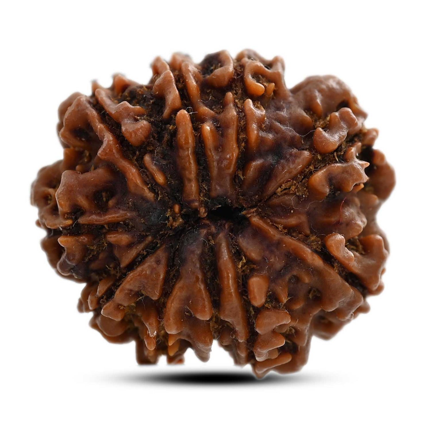 10 Mukhi Rudraksha (Nepal) 27.60 M.M.