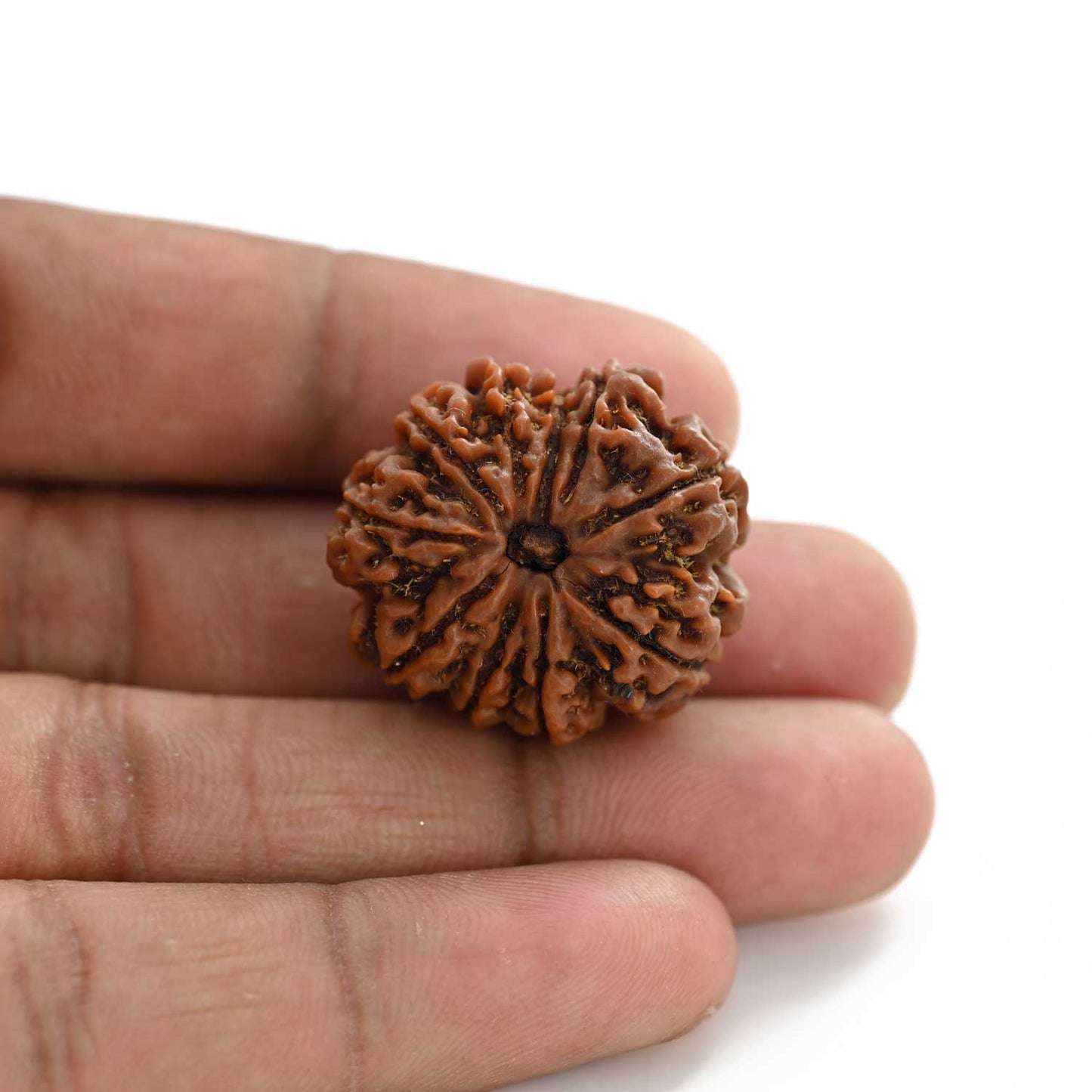 10 Mukhi Rudraksha (Nepal) 27.60 M.M.