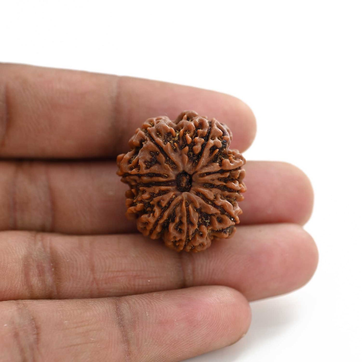 10 Mukhi Rudraksha (Nepal) 27.60 M.M.